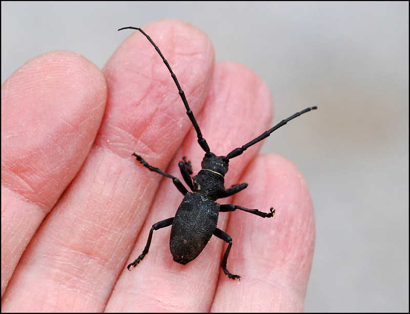 Insetto splendido da determinare:  Morimus asper (Cerambycidae)